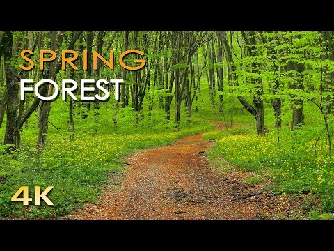 4K Spring Forest - Blackbird Song - Bird Singing/ Chirping - Ultra HD Relaxing Nature Video & Sounds