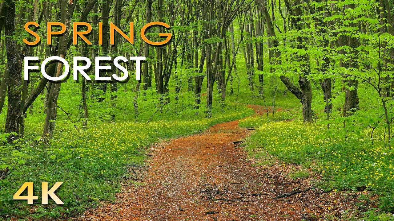 YouTube 4K Spring Forest video thumbnail