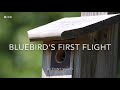 Bluebirds’ First Flight