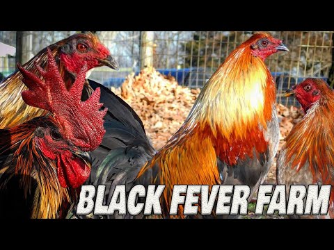 Beautiful Birds Black Fever Farm Missouri - Farm Visit | Blue Mug