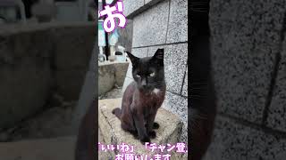猫島の神社を守るねこ　　　猫」「CAT & PEACE」 #猫動画 #野良猫 #ネコムート