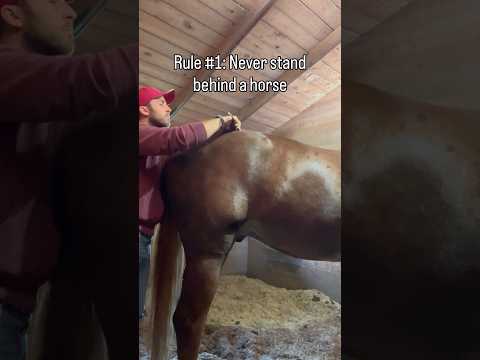 Satisfying Horse ASMR compilation #horse #asmr