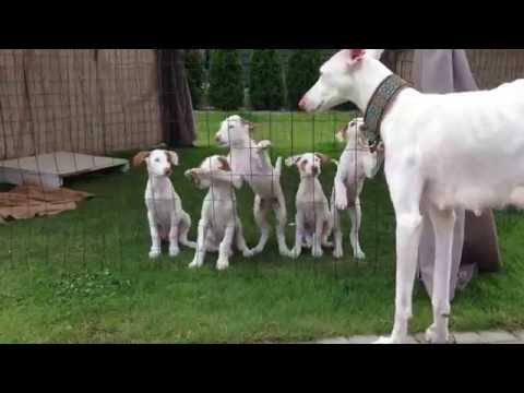 Podenco Ibicenco/Ibizan Hounds Kennel "Baltas Vejas".2013.