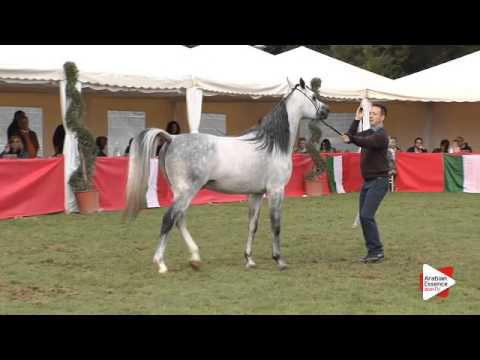 N.92 EM JULIUS CAESAR - Arezzo 2015 - Stallion 4-6 years old (Class 10)