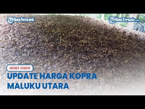 Update Harga Kopra Maluku Utara, Senin 12 Desember 2022, di Halmahera Utara Dibeli Bervariasi