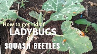 How to get rid of ladybugs/squash beetles|Paano puksain ang mga ladybugs