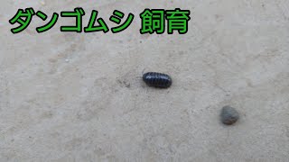 家の庭にいるダンゴムシを飼育してみる！【ダンゴムシ飼育】