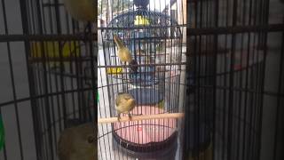 Download lagu Konin ijoan ngobra ngobra ! sudah kelihatan mentalnya. #konin 191024 mp3 Download lagu Konin ijoan ngobra ngobra ! sudah kelihatan mentalnya. #konin 191024 mp3