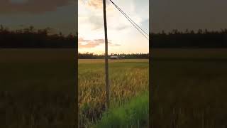 Download lagu Story wa sunset di sawah #shorts #sunset mp3