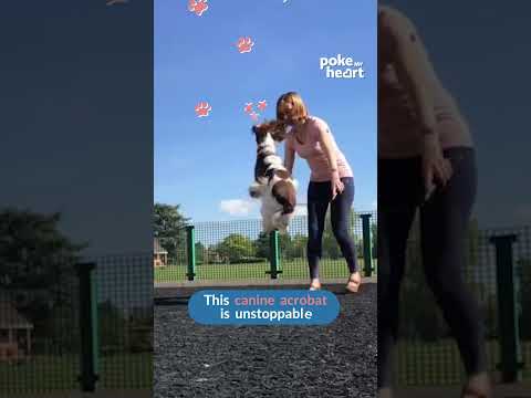 Woman Operates Rope While Her Dog Accurately Jumps Over it