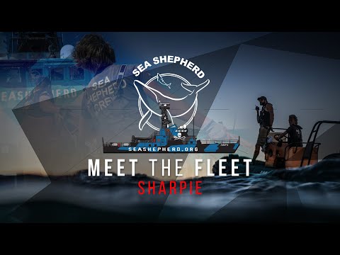 MEET THE FLEET - Sharpie