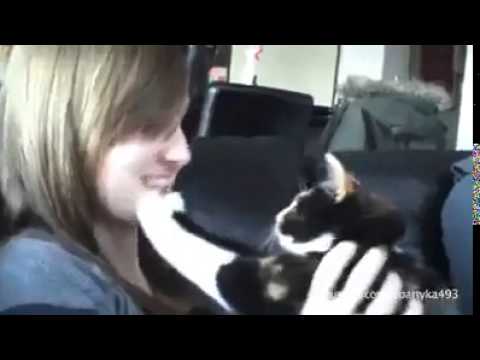 Dogs and Cats Who hate kisses (Gatos y perros que odian los besos)