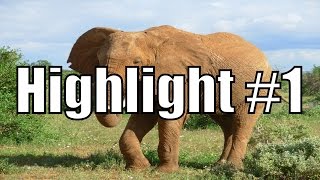 Highlight #1: Elephant Gets Revenge for Indentured Servitude