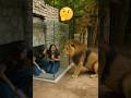 What Happens When a Lion Attacks Glass?