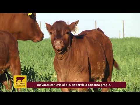 80 vacas con cria al pie