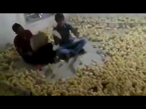 Baby Chicks Attract To Music Funny Video.