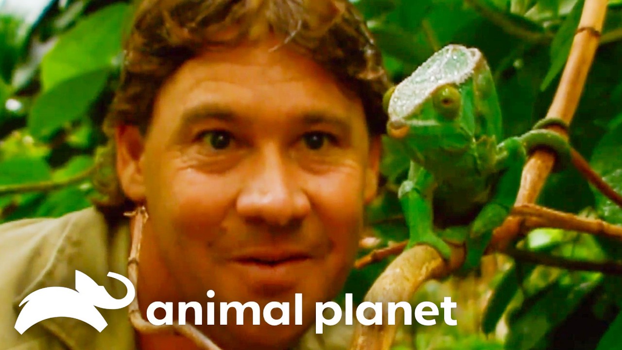 🔴 WATCH NOW: Creepy Critters | The Crocodile Hunter | Animal Planet