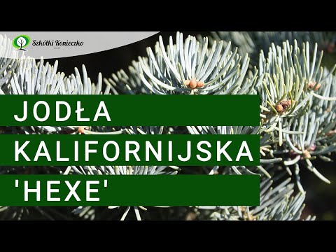 Jodła kalifornijska 'Hexe' - piękne drzewo iglaste do ogrodu, donicy i na skalniak