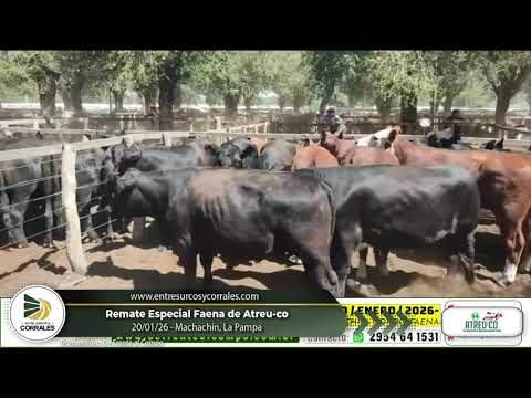 20-01-26 - Remate Especial Faena de Atreu-Co - Macachín, La Pampa