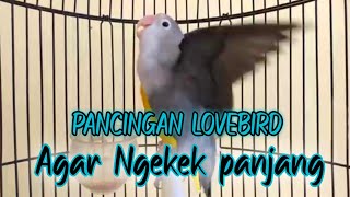Download lagu ALTERNATIF RANGSANGAN LOVEBIRD AGAR CEPAT GACOR DAN NGEKEK PANJANG mp3 Download lagu ALTERNATIF RANGSANGAN LOVEBIRD AGAR CEPAT GACOR DAN NGEKEK PANJANG mp3