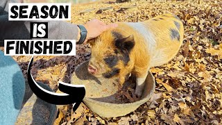 Done With Piglet Season!