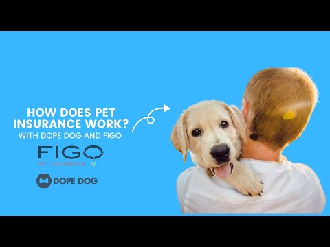 How Does Pet Insurance Work?