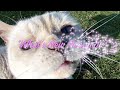 What S New Pussycat Tom Jones Cover With LYRICS