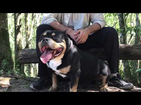 Petclube Amigo Amichetti... Claudio Amichetti fala sobre o American Bully