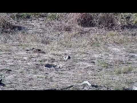 Djuma: Blacksmith Lapwing sitting on nest - 15:19 - 07/26/2022
