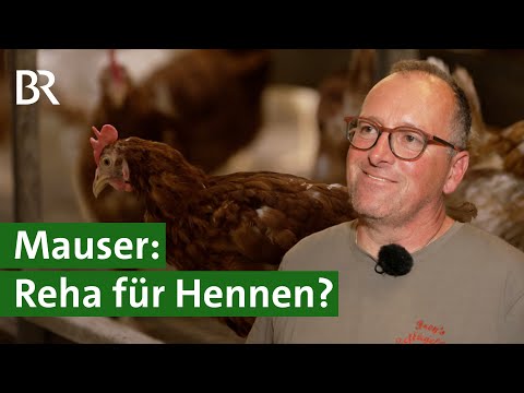 Federn wechseln - Hennen in der Mauser: Pause beim Eier legen im Hühnerstall | Unser Land | BR