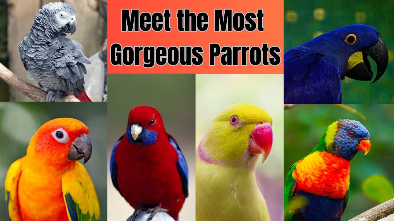 Meet the 12 Most Gorgeous Parrot Species