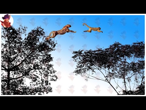 15 veces que el mortal leopardo cazó a su presa