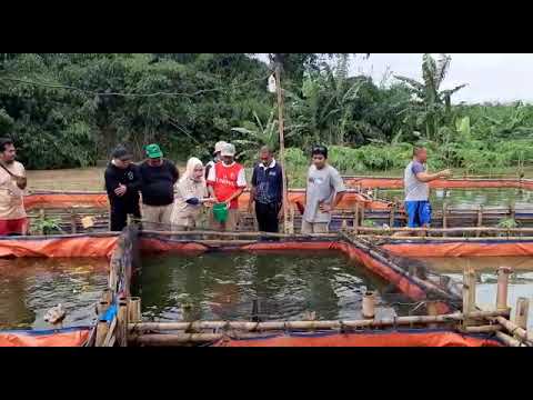 Kunjungan DPRD IBU FUJI ke Tempat Budidaya IKAN lele