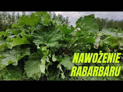 Szybkie i proste nawożenie rabarbaru