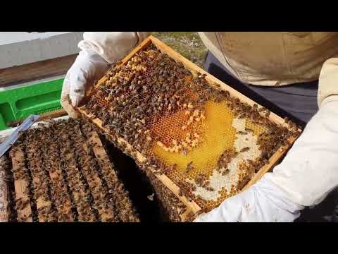 Sammanslagning av ett puckelsamhälle om våren   pucklande drottning