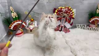 ノルウェージャンフォレストキャットの動画01