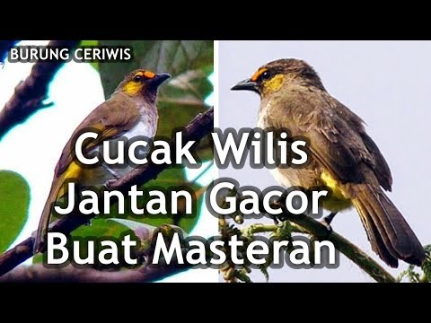 download lagu mp3 mp4 Cucak Wilis Jantan, download lagu Cucak Wilis Jantan gratis, unduh video klip Cucak Wilis Jantan