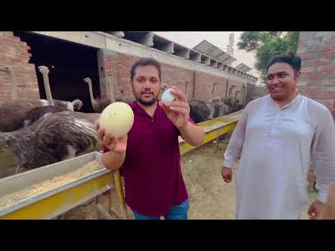 Ostrich Egg Omelette | HSN Entertainment | Each ostrich egg is the equivalent of 24 chicken eggs