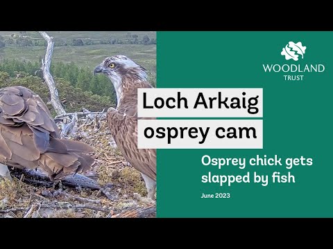 Chick accidentally gets slapped with a fish - Loch Arkaig Osprey Cam Highlights