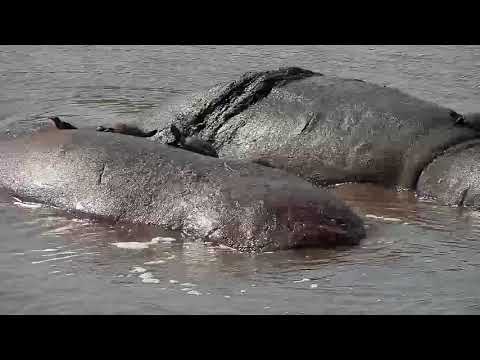 Djuma: Sights and sounds of the afternoon - 13:10 - 08/12/19