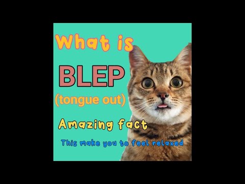 What is Blep|Why cat blep|cat having tongue out |funfacts