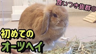 オーツヘイ牧草に目の色を変えての喜びようが凄いうさぎ【Oateshay】