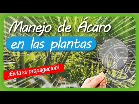 , title : 'Cómo eliminar ÁCAROS en las PLANTAS de la Huerta con AGUA y JABÓN MÍRALO como nunca los habías VISTO'