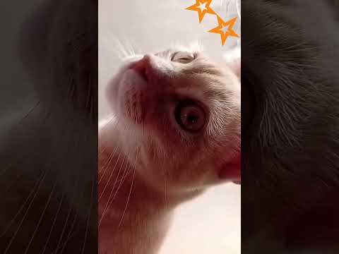 mi gatito esta cantando una canción #music #thebeatles #beatles