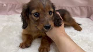 カニンヘンダックスフンドの動画01