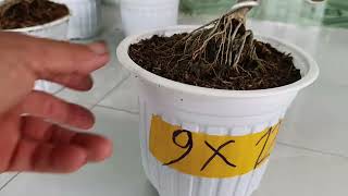 Mini bonsai lot, support me contact phone number 0775982159