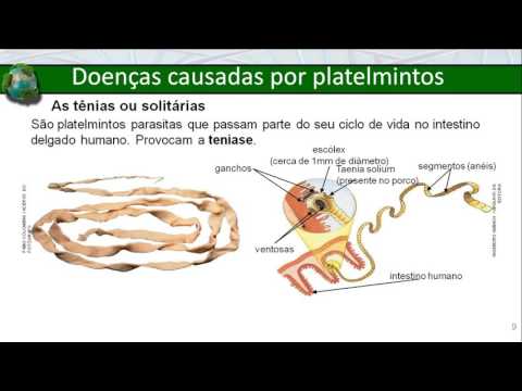 Filo dos platelmintos