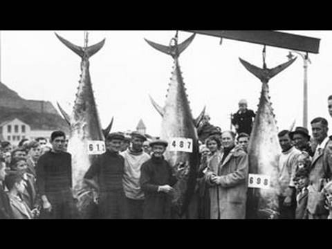 Fieldsports Britain – 1940’s film stars and the extraordinary Tunny Club Fieldsports Britain – 1940’s film stars and the extraordinary Tunny Club