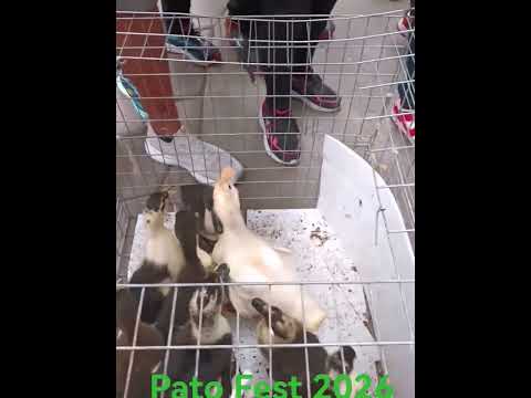 Los Patos del. Pato Fest 2026 Laguna de Nogales. Nogales Veracruz