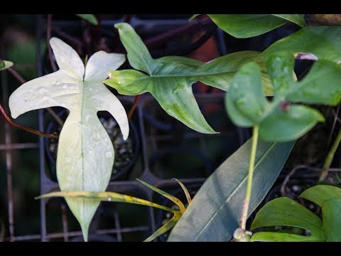 How to Propagate a Philodendron — Plant One On Me — Ep 059
